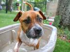 Adopt CODY a Tan/Yellow/Fawn - with White Mixed Breed (Medium) / Mixed dog in
