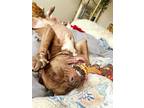 Adopt COLUMBO a Brown/Chocolate American Pit Bull Terrier / Mixed dog in Waco