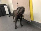 Adopt CANELA a Gray/Silver/Salt & Pepper - with White Mixed Breed (Medium) /