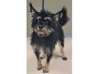 Adopt 160549 a Black Terrier (Unknown Type, Medium) / Mixed Breed (Medium) /