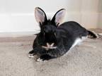 Adopt Martina a Black Satin / Satin / Mixed (short coat) rabbit in Edmonton