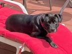 Adopt Raven - LOCAL a Labrador Retriever / Terrier (Unknown Type