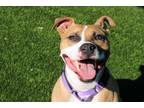 Adopt Tigger a Tan/Yellow/Fawn Mixed Breed (Medium) / Mixed Breed (Medium) /