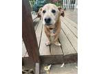 Adopt Marley Girl a Tan/Yellow/Fawn Basset Hound / Labrador Retriever / Mixed