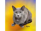 Adopt Kyra a Gray or Blue Domestic Shorthair / Mixed Breed (Medium) / Mixed