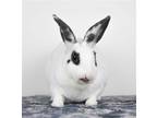 Adopt Edge a Multi Rex / Mixed (short coat) rabbit in Great Neck, NY (38249373)