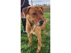 Adopt Loretta (HW-) a Brown/Chocolate Golden Retriever / Shepherd (Unknown Type)