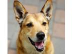 Adopt Thor a Brindle Shepherd (Unknown Type) / Mixed Breed (Medium) / Mixed