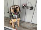 Adopt Tank a Brown/Chocolate German Wirehaired Pointer / Mixed Breed (Medium) /