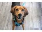 Adopt Charlie Brown a White Mixed Breed (Medium) / Mixed Breed (Medium) / Mixed