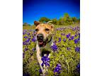 Adopt LULU a White Terrier (Unknown Type, Medium) / Mixed Breed (Medium) / Mixed