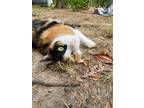 Adopt Penelope a Calico or Dilute Calico Domestic Shorthair / Mixed (short coat)