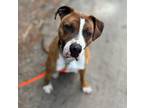 Adopt Riggs a Brown/Chocolate Boxer / Mixed Breed (Medium) / Mixed (short coat)