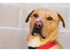 Adopt Simba a Red/Golden/Orange/Chestnut Mixed Breed (Small) / Mixed Breed
