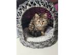 Adopt Nicky a Brown or Chocolate Domestic Longhair / Mixed (long coat) cat in