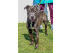 Adopt Normandy- IN FOSTER a Merle Mixed Breed (Small) / Mixed Breed (Medium) /