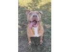 Adopt Farah a American Staffordshire Terrier / Mixed dog in Tulare