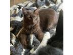 Adopt Bear a Brown Tabby Domestic Longhair / Mixed Breed (Medium) / Mixed (short
