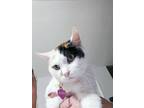 Adopt Karen a White Domestic Shorthair / Mixed Breed (Medium) / Mixed (short