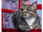 Adopt Vivian a Brown Tabby Domestic Shorthair / Mixed Breed (Medium) / Mixed