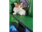 Adopt Parcel a Orange or Red (Mostly) Domestic Shorthair / Mixed (short coat)