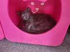 Adopt Sylvie a Gray or Blue Domestic Longhair / Mixed (long coat) cat in