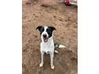 Adopt Ramy a Merle Mixed Breed (Small) / Mixed Breed (Medium) / Mixed (short