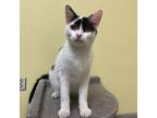 Adopt Alto a White Domestic Shorthair / Mixed Breed (Medium) / Mixed (short
