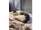 Adopt Soybean a Gray or Blue (Mostly) Domestic Shorthair / Mixed (short coat)