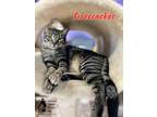 Adopt FIRECRACKER a Gray or Blue Domestic Shorthair / Mixed Breed (Medium) /