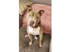 Adopt Raleigh a Brown/Chocolate - with Black Pit Bull Terrier / Mixed dog in