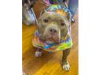 Adopt Brooke a Brown/Chocolate American Pit Bull Terrier / Mixed Breed (Medium)