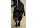 Adopt Virginia a Black Labrador Retriever / Mixed Breed (Medium) / Mixed (short