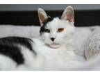 Adopt Fritz a All Black Domestic Shorthair / Mixed Breed (Medium) / Mixed (short