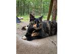 Adopt Nova a Tortoiseshell Domestic Shorthair / Mixed (short coat) cat in
