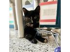 Adopt Streak a All Black Domestic Shorthair / Mixed Breed (Medium) / Mixed
