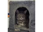 Adopt Tiana a Gray or Blue Domestic Shorthair / Mixed Breed (Medium) / Mixed