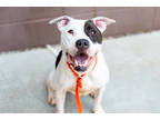 Adopt Misty- IN FOSTER a White Mixed Breed (Small) / Mixed Breed (Medium) /
