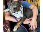 Adopt Mickey a Black Beagle / American Pit Bull Terrier / Mixed (short coat) dog