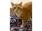 Adopt Hagrid a Orange or Red (Mostly) Domestic Shorthair / Mixed (short coat)