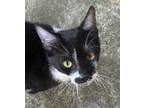 Adopt Chansey a All Black Domestic Shorthair / Mixed Breed (Medium) / Mixed