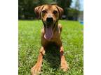 Adopt Scout a Tan/Yellow/Fawn Mixed Breed (Small) / Mixed Breed (Medium) / Mixed