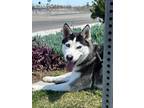 Adopt NOAH a Black Husky / Mixed Breed (Medium) / Mixed (short coat) dog in