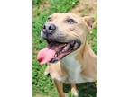 Adopt Desire-IN FOSTER a Tan/Yellow/Fawn Mixed Breed (Medium) / Mixed Breed