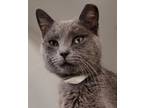 Adopt Carter a Gray or Blue Domestic Shorthair / Mixed Breed (Medium) / Mixed