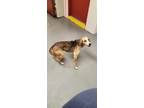 Adopt sailor a Brown/Chocolate Hound (Unknown Type) / Mixed Breed (Medium) /