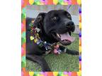 Adopt Winston a Black American Staffordshire Terrier / German Shepherd Dog /