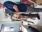 Adopt Indy a Brindle Mixed Breed (Medium) / Mixed Breed (Medium) / Mixed (short
