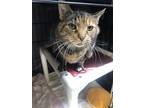 Adopt Lizzo a Brown Tabby Domestic Shorthair / Mixed Breed (Medium) / Mixed