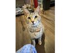 Adopt Munchkin a Cream or Ivory Domestic Shorthair / Mixed Breed (Medium) /